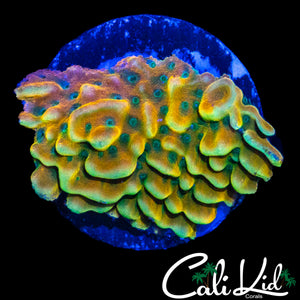 RAINBOW PHOENIX MONTI