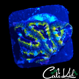 MYSTERY ACAN CHUNK