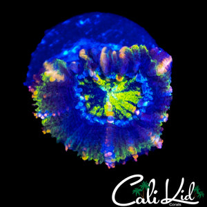SPLATTER EYE ACAN LORD