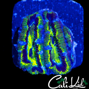GANJA TYPE ACAN DOUBLE