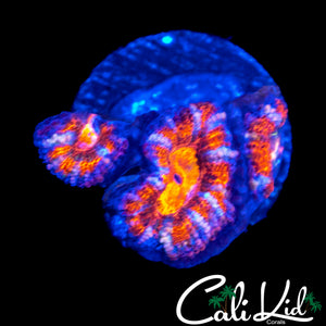 CK MINDFREAK ACAN TRIPLE