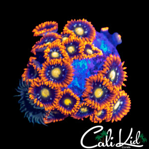 ASSORTED ZOA COLONY