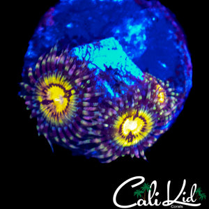 CK BITCOIN ZOA TRIPLE