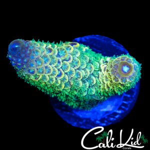 CK RAINBOW SPATHULATA ACRO