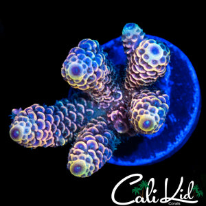 CK LONGSHOT MILLI MINI COLONY