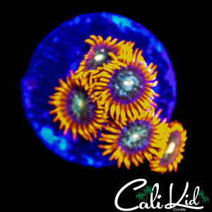 HATERADE ZOA MINI COLONY