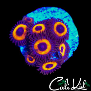 CK UNRELEASED ZOA MINI COLONY
