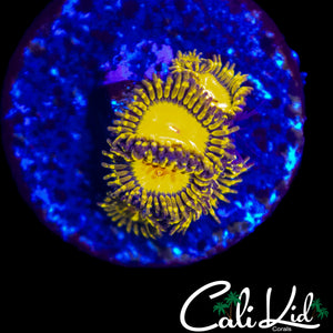MYSTERY ZOA MINI COLONY