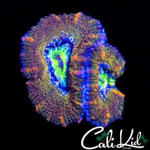 ULTIMATE RAINBOW ACAN MORPH