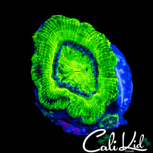 BLACK SPOTTED ACAN LORD W/ BABIES