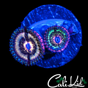 CK PINK CAVIAR ZOA DOUBLE