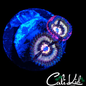 CK PINK CAVIAR ZOA DOUBLE