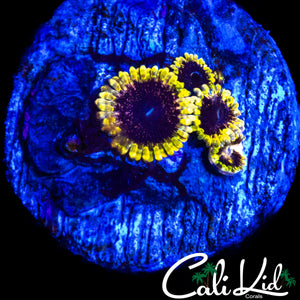 CK UNRELEASED ZOA QUAD