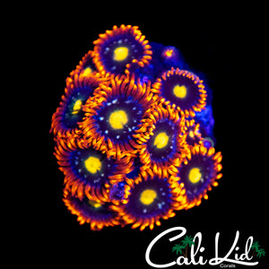 ASSORTED ZOA MINI COLONY