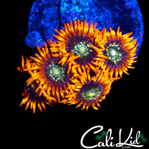 HATERADE ZOA MINI COLONY