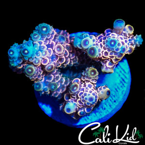 CK LONG SHOT MILLI MINI COLONY