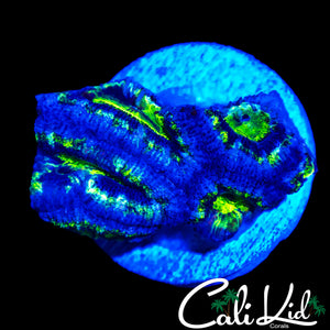 MYSTERY ACAN QUAD