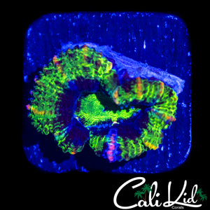 MYSTERY RAINBOW ACAN LORD