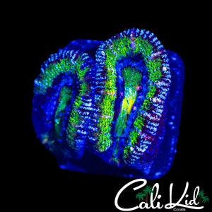 SHIMMER & ICE ACAN LORD