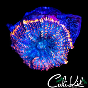 FLAME RIM RHODACTIS