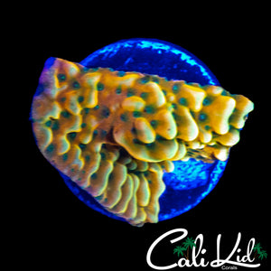 RAINBOW PHOENIX MONTI