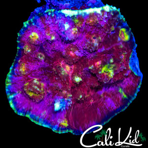 ULTIMATE RAINBOW CHALICE COLONY