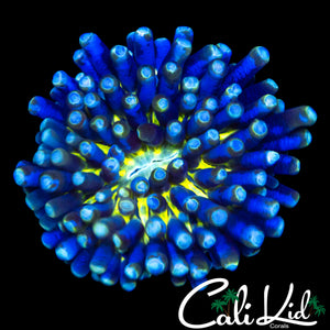 RARE BLUE SPLATTER HELIOFUNGIA