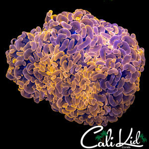 RARE PURPLE / ORANGE HYBRID HAMMER
