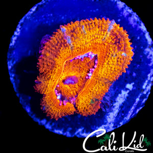 FLAMIN RAINBOW ACAN W/ SPOTTED GREEN
