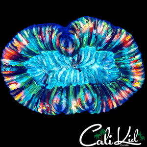 STUNNING RAINBOW CYNARINA