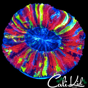 BEN'S PRIVATE COLLECTION RAINBOW TRACHY