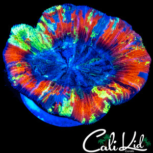 RAINBOW CHUNK CYNARINA