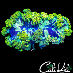 BLINDING MELON PINK TIP ELEGANCE
