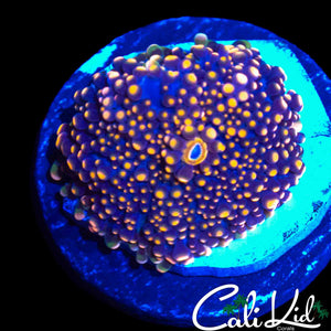GODZILLA TYPE MUSHROOM