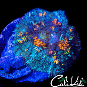 CK UNRELEASED RAINBOW BOUNCE SHROOM