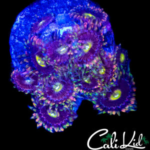 CK ANTI MATTER ZOA COLONY
