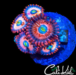 CB WHITE ZOMBIE ZOA MINI COLONY