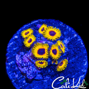 GREAT OWL ZOA MINI COLONY