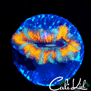 CK MANGO TANGO ACAN