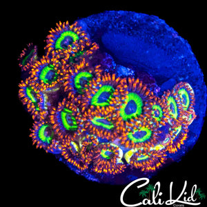 FRUIT LOOPS ZOA COLONY