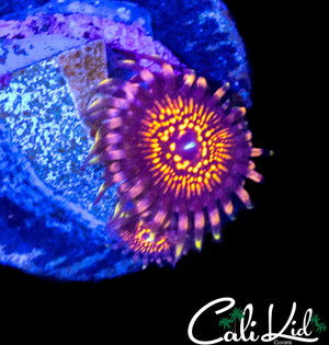 CK WEST COAST WIZARD ZOA DOUBLE