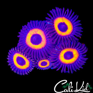 CK UNRELEASED ZOA MINI COLONY