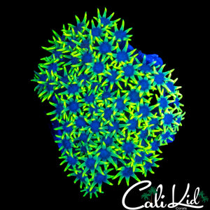 ULTRA GREEN STAR POLYPS