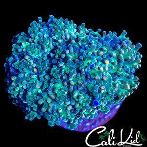 AQUACULTURED CK RAINBOW BRANCHING HAMMER