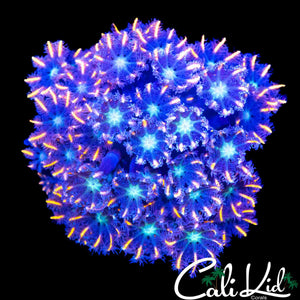 FIREWORKS CLOVES COLONY
