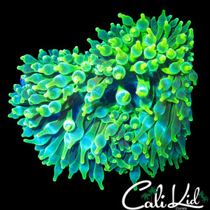 ICE RING ANEMONE