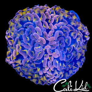 INSANE COLOR HYBRID HAMMER
