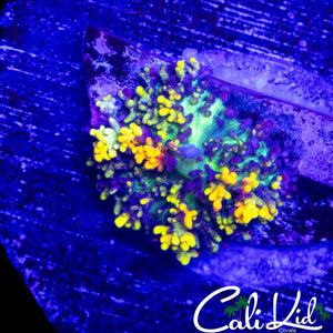 CB MAGIC CARPET MUSHROOM