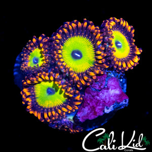 CANDY APPLE RED ZOA QUAD