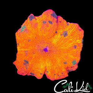 BEN'S CANDY CRUSH MUSHROOM (GREEN SPOTS)